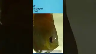 Discus disease. See my videos on sick Discus. #fishdisease #discus #discusfish