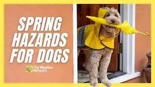 Hazards Dog Owners Should Be Aware of This Spring