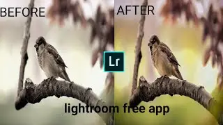 Learn how to edit Bird photo in lightroom || photo editing tutorial