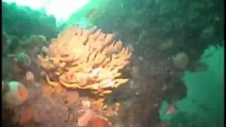 Grand Narrows Biosphere Celebration.wmv