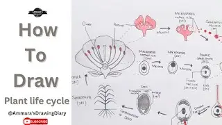 How to draw plant life cycle | Easy plant life cycle | Alternation of generation in plants
