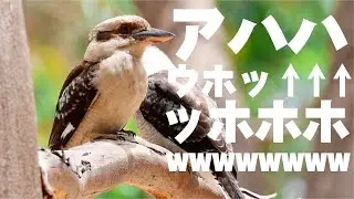 想像の何倍も笑うワライカワセミwwwww【コアラ・カンガルー・モモイロインコ】【オーストラリア ヤンチャップ国立公園】