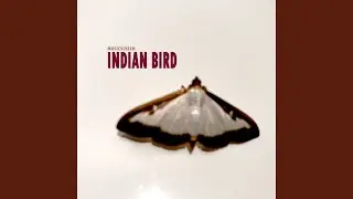 Indian Bird