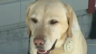 Webbster Arson Dog