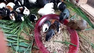 como e feito para reproduzir. coelhos .e porquinhos da índia.