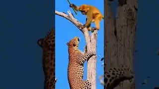 Will the monkey&rsquo;s bamboo stick save him from fierce predator attacks #animals #survival #forest