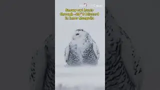 Snowy owl hunts through &ndash;28&deg;C blizzard in Inner Mongolia