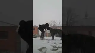 La prima neve##gennaio 2026##I love my boxer##