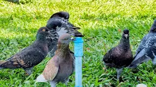 Smart Pigeon Finds Water from a Leaking Pipe - Nature's Genius!
