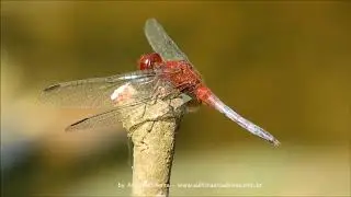 Dragonflies and damselflies of Sao Paulo Botanical garden-Brazil 2018 Antonio Silveira