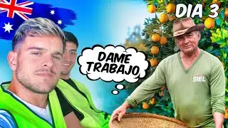 En Busca de FARM WORK en AUSTRALIA: Work and Holiday - DIA 3
