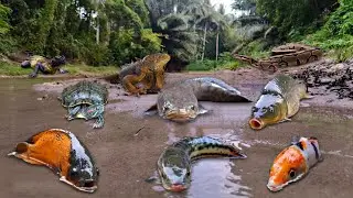 Wadidau! Finding Big Snakehead Fish in the River, Betta Fish, Goldfish, Koi Fish, Iguana, Phyton