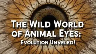 The Wild World of Animal Eyes: Evolution Unveiled! 