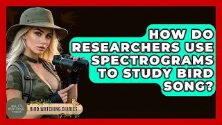 How Do Researchers Use Spectrograms To Study Bird Song? - Bird Watching Diaries