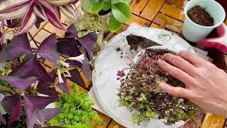 💚Callisia repense / Creeping inch plant / Bolivian jew repotting care and tips💕☕️☕️
