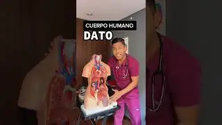 Dato curioso del cuerpo 🤩 #drrawdy #shorts #medicina