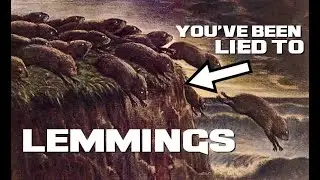 10 Lemming Facts - The Subject of the Unaliving Myth - Animal a Day L Week