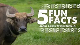 5 Fun Facts about Water Buffalo - Virginia Safari Park