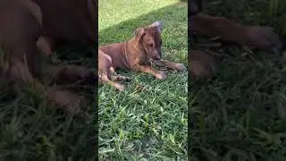 Rhodesian Ridgeback Puppies For Sale in Burleson, TX