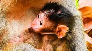 CONGRATULATIONS! JILL MONKEY GOT A NEW BABY IN THIS SEASON AND GIVES THE BEST MILK!