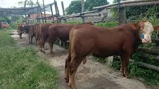 Harga sapi bakalan jantan mas Raka pasar hewan Muntilan pertengahan Desember 2025