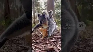 Kitten Lost in the Forest&hellip; But a Koala Gave Unexpected Help #kitten #koala #wildlife