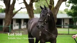 Lot 166 Reliable Man (GB) Mansera (FR)