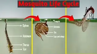 🦟 Mosquito Life Cycle | From Egg to Adult 🐛➡️🦟