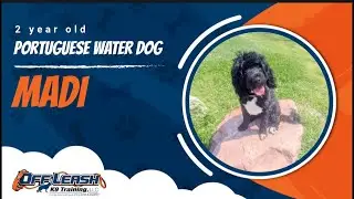 Portuguese Water Dog 🐾 Off Leash Training | Best Dog Trainer | Lincoln, NE 🐾