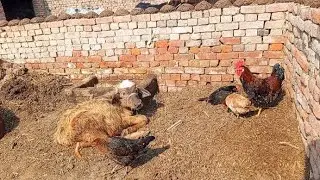 Cute Animals Relaxing - Village Animals Life Daily Vlog 🐐