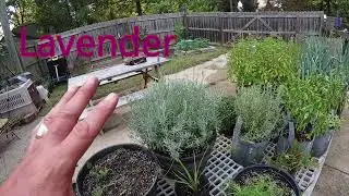 Late Summer Herb Garden Tour in North Carolina