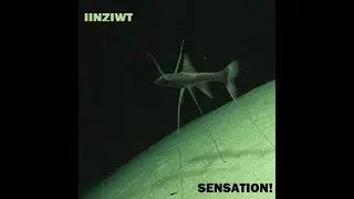 IINZIWT - SENSATION! (EP)