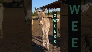 Cute Baby Donkey 1 Day To 6 Wks Old #shorts