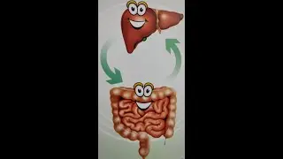 Tricholine citrate and sorbitol role in liver disorder management