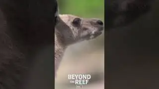 Beyond The Reef | Nicely Entertainment | Short