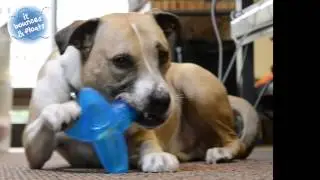 Petstages ORKA Tumbler Dog Chew Toy