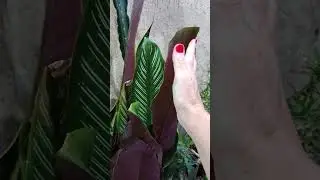 Maranta riscada 