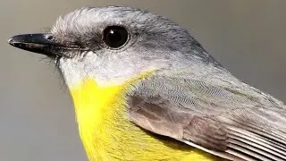 Eastern Yellow Robins &ndash; Courtship feeding in the Capertee Valley
