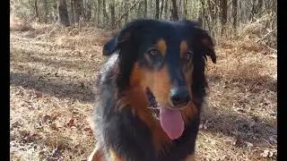 Our day with our paw friends 