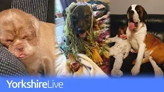 Celebrating YorkshireLive readers' adorable dogs