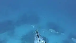 Spearfishing indonesia, sumatra, mentawai, dogtooth tuna barracuda golden trevally