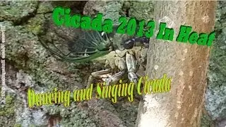 Cicada 2013 Dance Moves, And Very Loud Calling Sounds