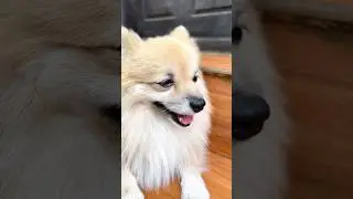 #cute #dog #dogs #viral #shorts #youtubeshorts #cat #cats #music #youtube #cover #song #viral #xmas