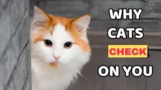 Why Does Your Cat Keep Checking In on You? &mdash; Surprising Reasons Cats Watch Their Humans