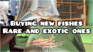 💯BUYING RARE and EXOTIC FISH for AQUARIUM🐠| DENISON barb & TIGER🐅loach | #tamil
