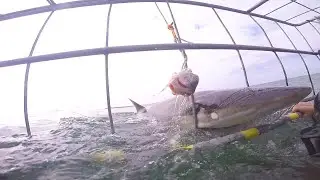 SHARK CAGE DIVING - CAPE TOWN 2020