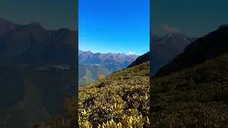 Рододендроны в горах Красной поляны#travel#краснаяполяна#mountains#сочи#горы#рододендрон