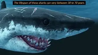 Amazing Facts About Great White Sharks You Never Knew