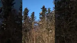 Large Gathering of Bald Eagles at Garbage Dump in Alaska || ViralHog