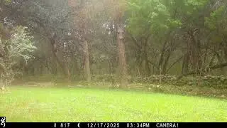 Browning Trail Cam: Mature Buck 12/17/25 3:35pm